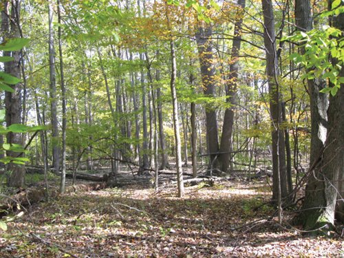 Property photo 2 - 212 Acres Offered in 6 Tracts - Selling Regardless of Price
